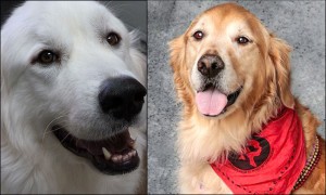 Who's a good dog??? Maggie and Nash are good dogs!!!