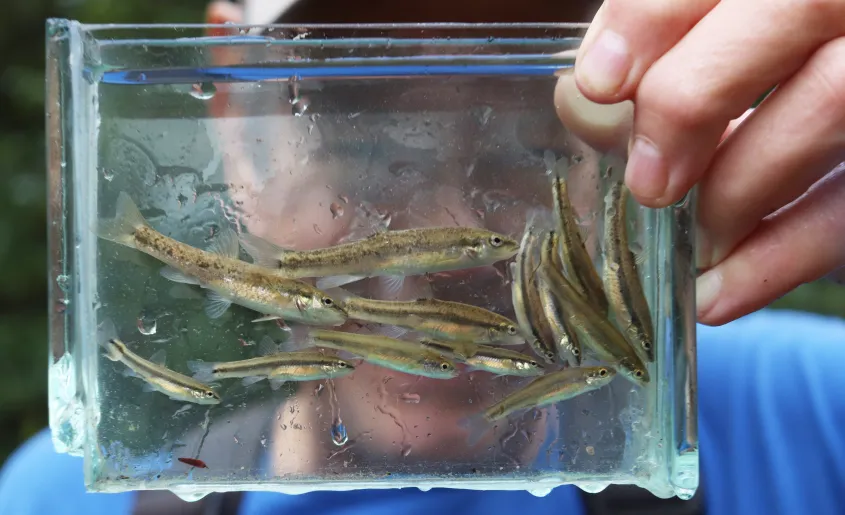 Photo of Laurel Dace in a ziplock bag