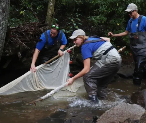 Catching Laurel Dace fish.