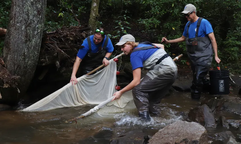 Catching Laurel Dace fish.