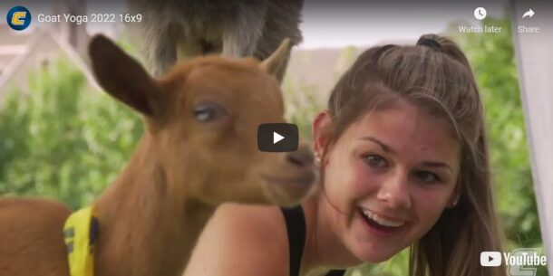 Goat Yoga video; the event took place on campus August 24