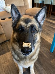 Pato's retired service dog, Saba, is looking at the camera with a bone-shaped treat balancing on her nose.