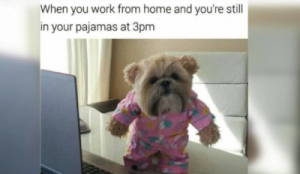 Puppy and Pajamas Work From Home Meme