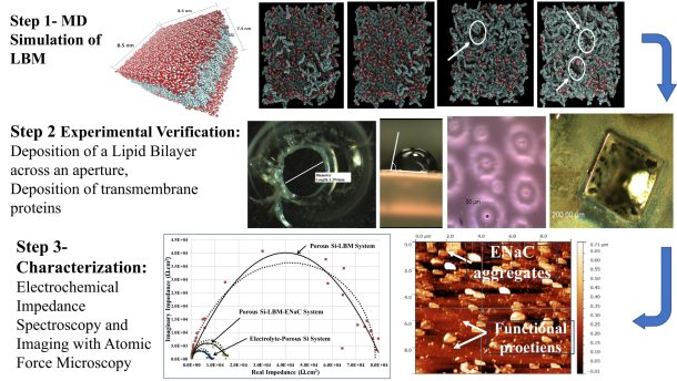 Khalid Tantawi Research on characterizing electrophysiology of chemostressed malignant cell membranes