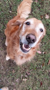 Finley 3
