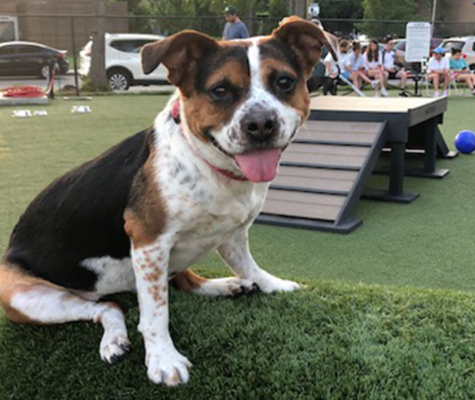 Lizzie the therapy dog at a dog park