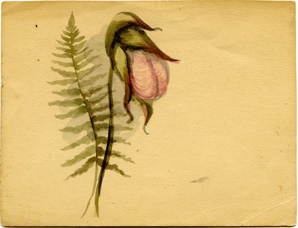 Pink lady slipper and fern painting, undated, Emma Bell Miles Southern Appalachia art and correspondence, Special Collections, University of Tennessee at Chattanooga