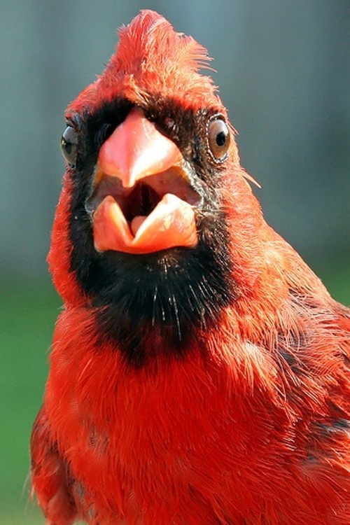 The Cardinal in Birdland: How a viral video and a college