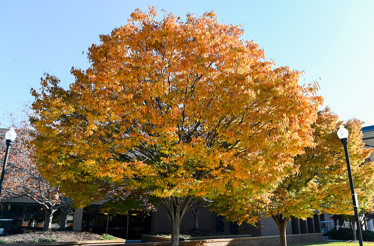 Seven years and running: UTC selected as Tree Campus USA - UTC News