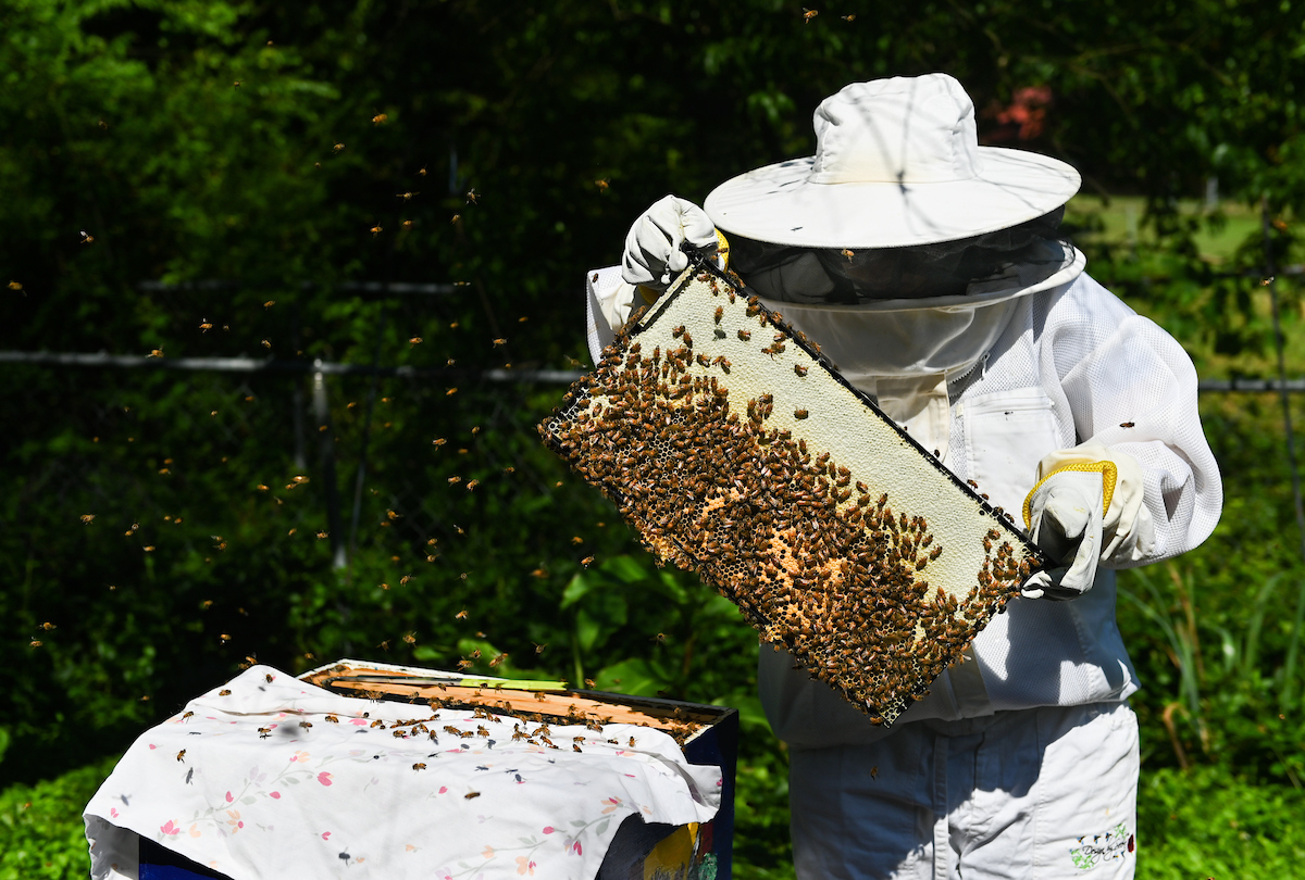 Graduate student keeps her eyes on hives in Hamilton County | UTC News